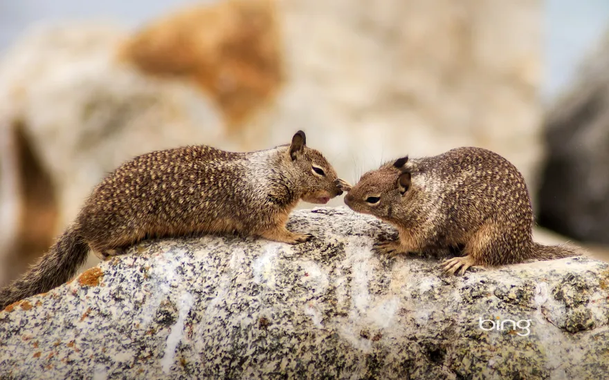 California ground squirrels at Seal Rock on 17-Mile Drive on the Monterey Peninsula, California