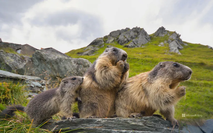 Alpine marmots in Hohe Tauern National Park, Austria