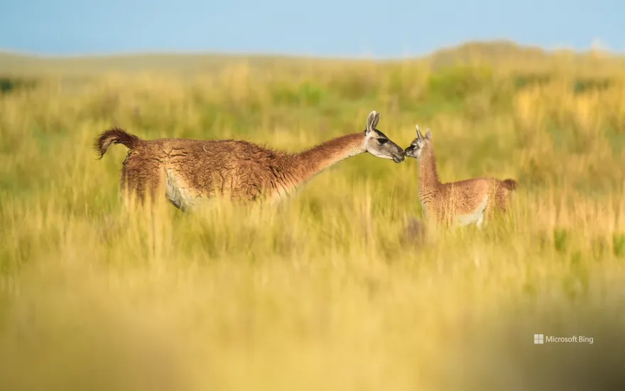 Guanaco mother and newborn baby in grassland, La Pampa Province, Argentina