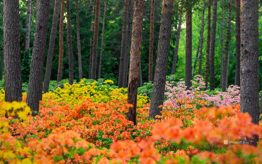 Haaga Rhododendron Park, Helsinki, Finland