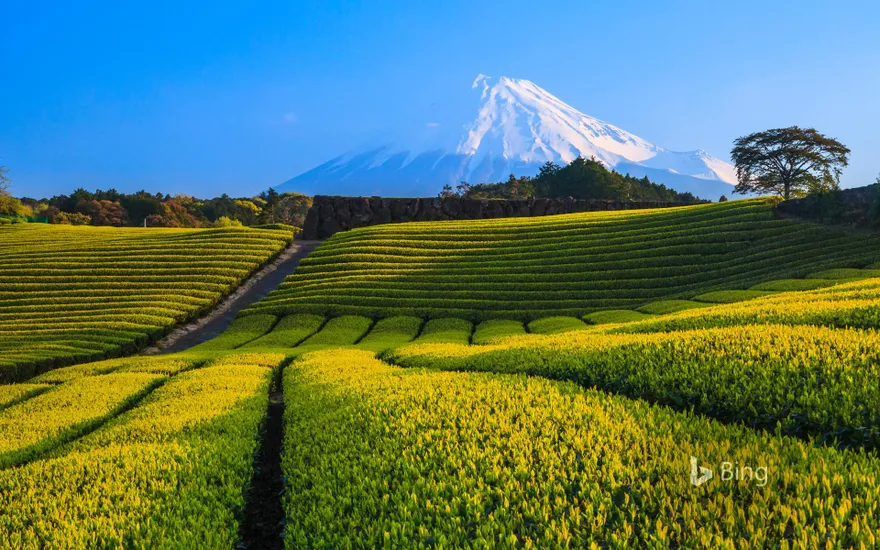 Green tea plantation and Mount Fuji, Shizuoka, Japan