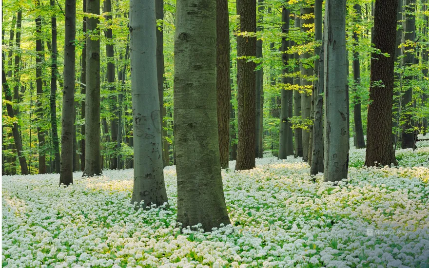 Wild garlic in bloom in a red beech forest in the Hainich National Park, Thuringia