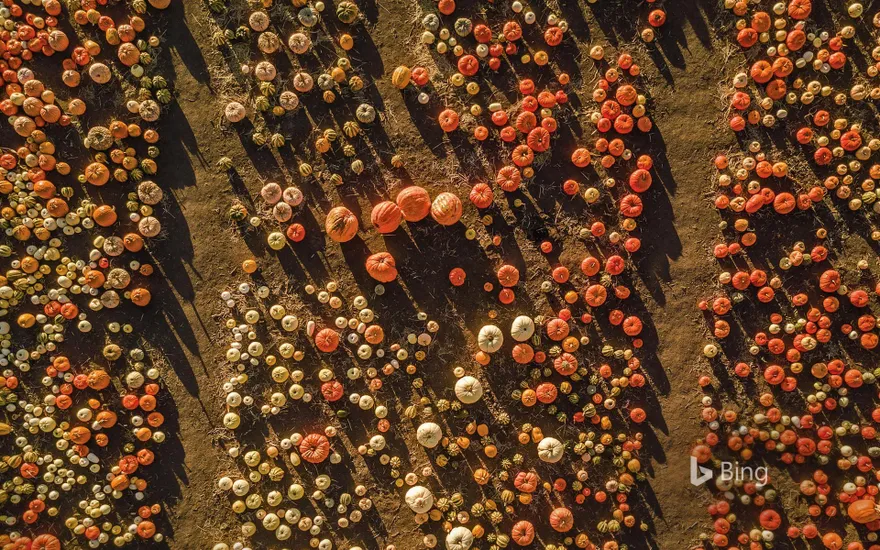 Aerial view of a pumpkin patch in Half Moon Bay, California
