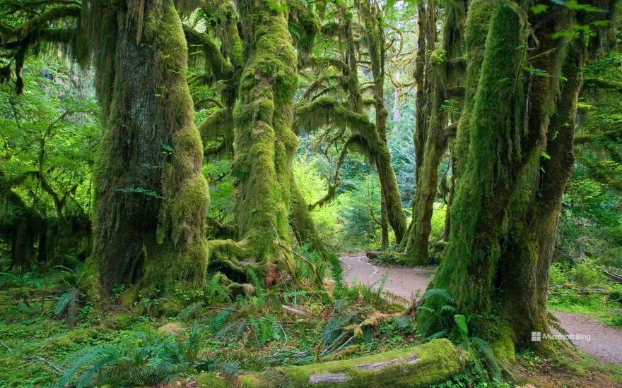 Hall of Mosses trail in the Hoh Rain Forest, Olympic National Park, Washington, USA