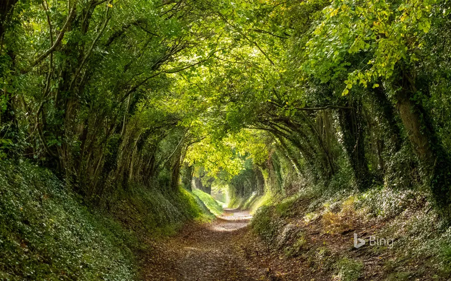 Halnaker tree tunnel near Chichester, West Sussex