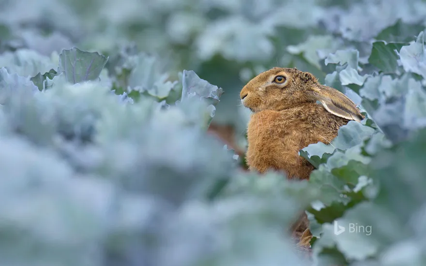 European brown hare (Lepus europaeus) in red cabbage field, Hessen, Germany