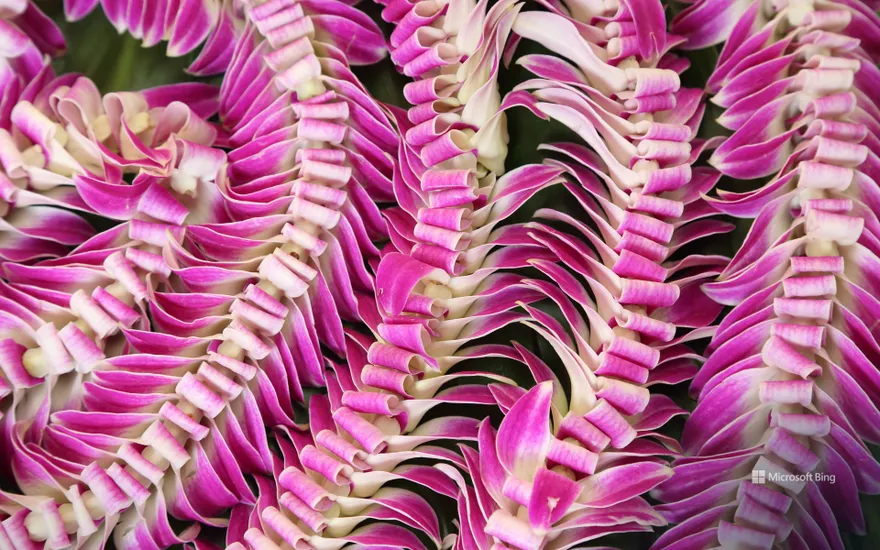 Hawaiian lei flower garlands