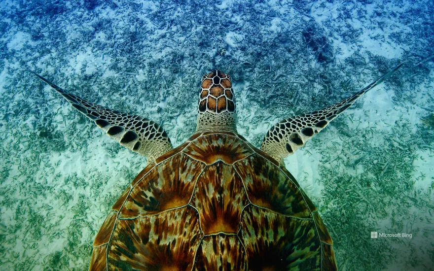 Hawksbill sea turtle swimming near Akajima, Okinawa, Japan