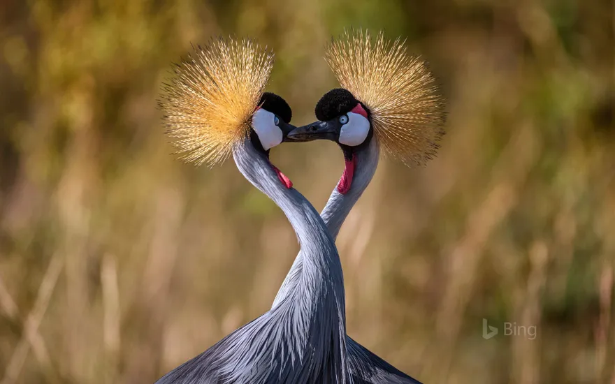 Grey crowned cranes forming a heart shape