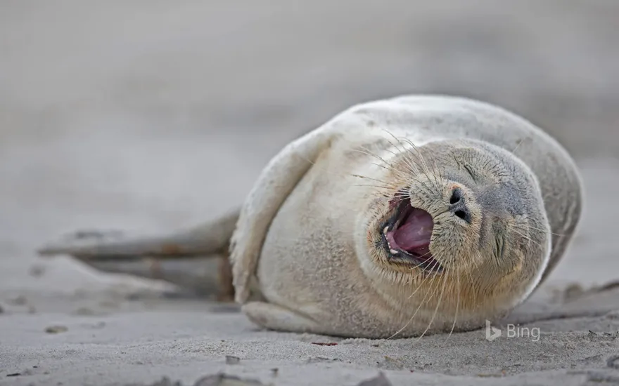 Harbor seal pup lying on the beach, Heligoland, Germany