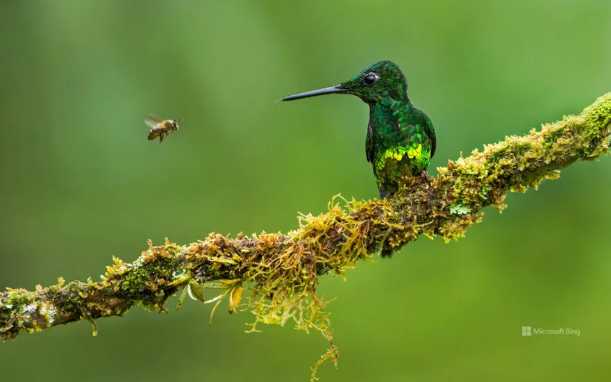 Empress brilliant hummingbird and a bee in Colombia