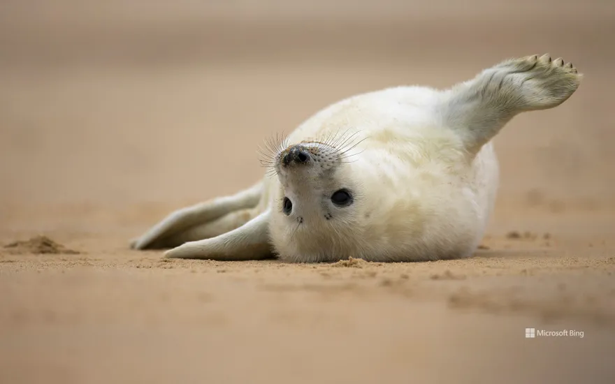 Grey seal pup on the beach of Norfolk, England
