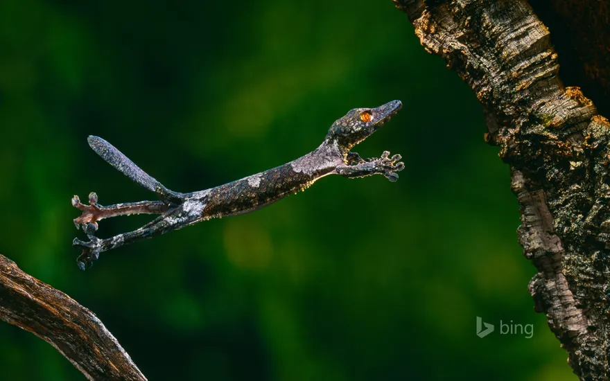 A Henkel's leaf-tailed gecko, mid-leap