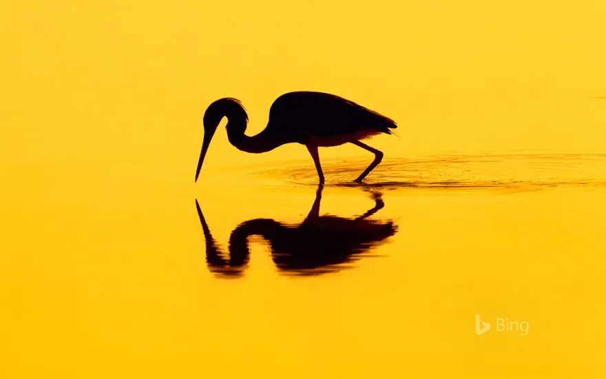 Silhouette of a heron
