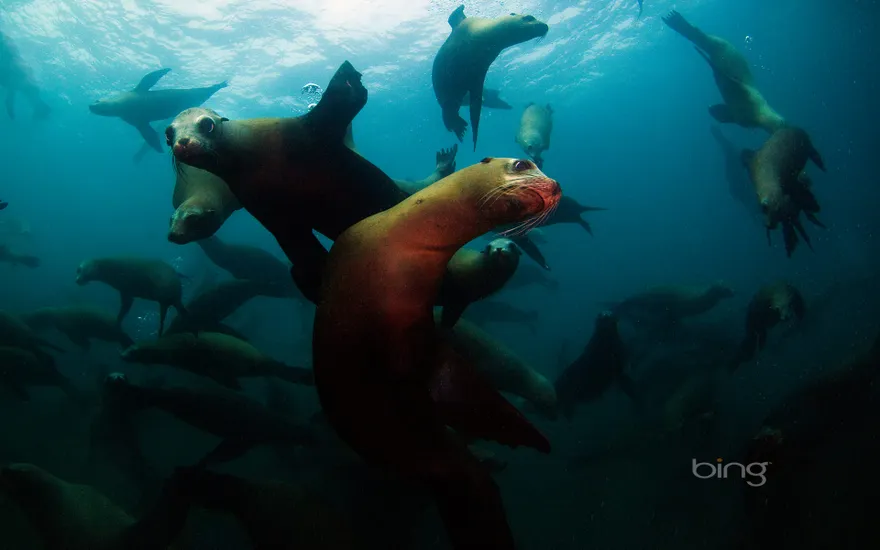 California sea lions off Anacapa Island, Channel Islands National Park, California