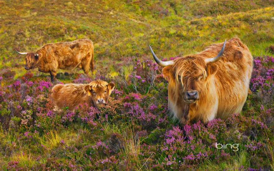 Highland cattle in a field of heather on the Isle of Skye,  Scotland