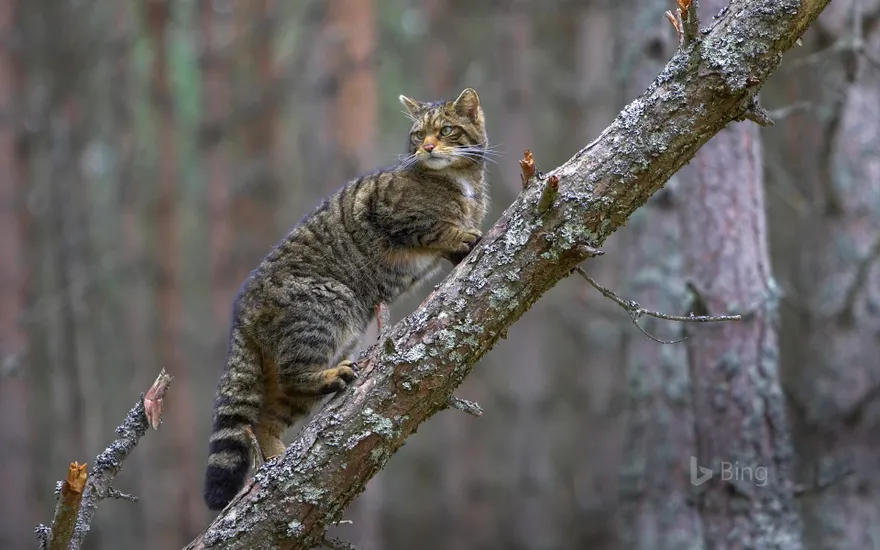 A Scottish wildcat in Cairngorms National Park, Scotland