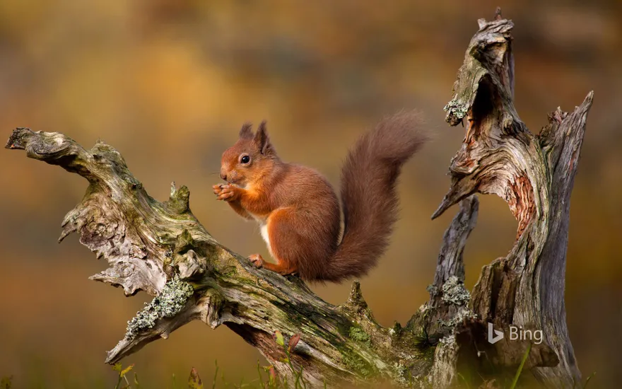 Eurasian red squirrel in the Cairngorms, Scottish Highlands, Scotland