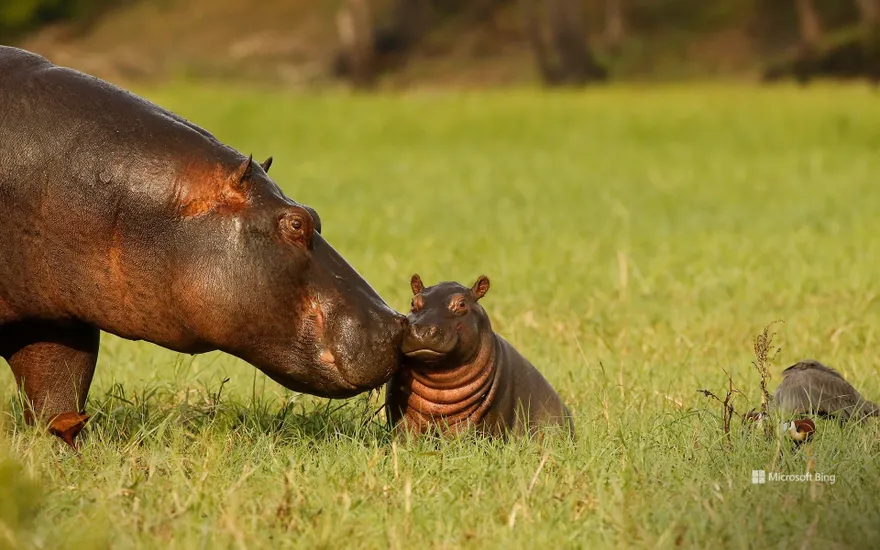 Hippopotamus mother and baby, Chobe National Park, Botswana