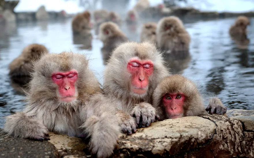 Snow monkeys (Japanese macaques), Nagano, Japan