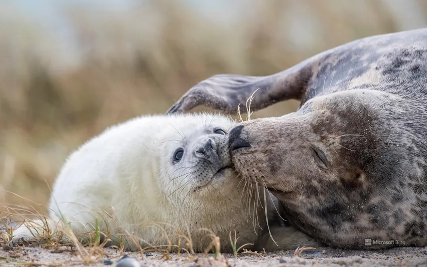 Gray seal mother and her cub on a beach in Heligoland, Schleswig-Holstein, Germany