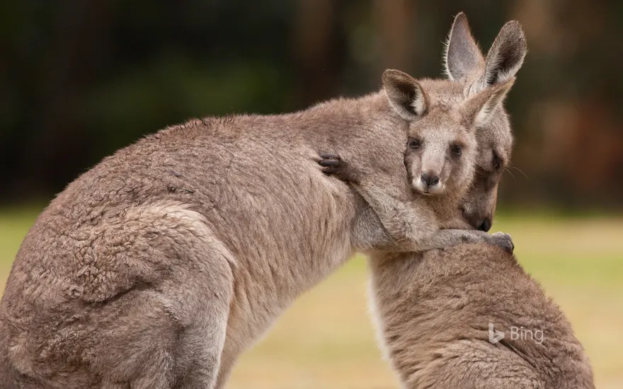 Mother and baby kangaroos hugging