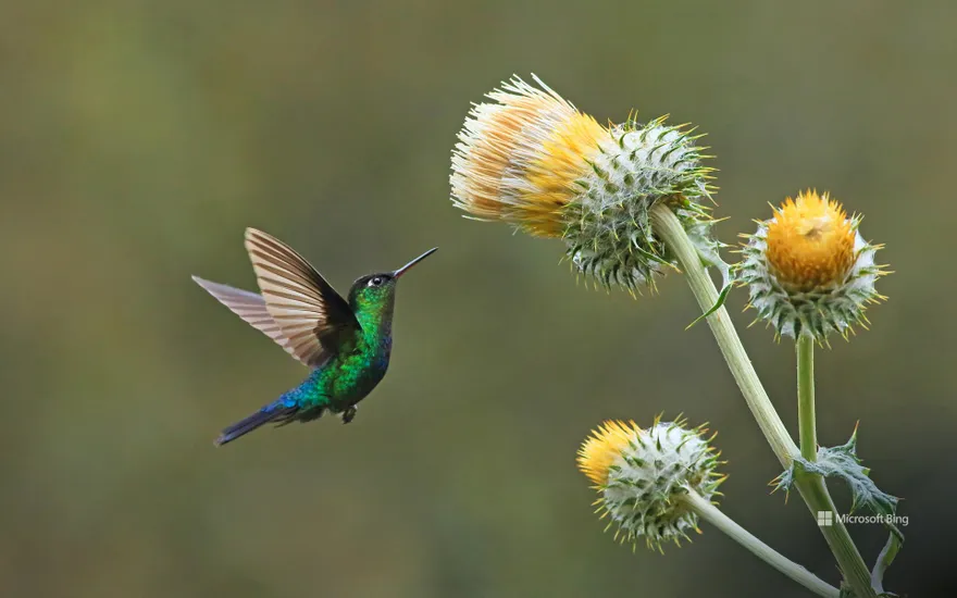 Green-crowned brilliant hummingbird with giant thistle, Cerro de la Muerte, Costa Rica