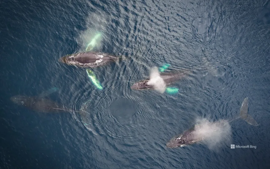 Family of humpback whales, Dutch Harbour, Alaska, USA