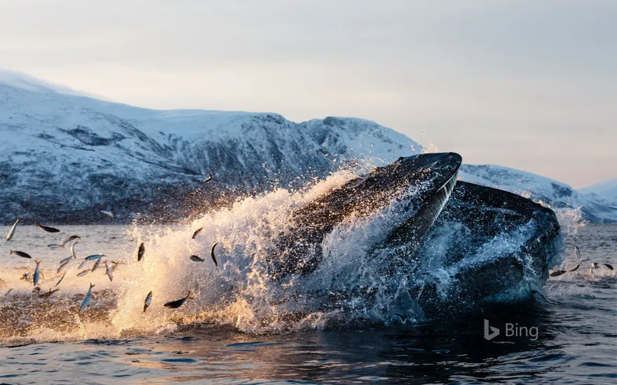 Humpback whale feeding on herring off the coast of Kvaløya, Troms og Finnmark, Northern Norway