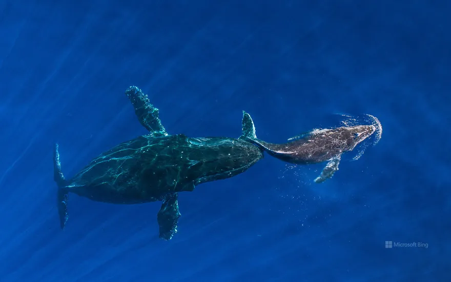 Humpback whale mother pushes her sleeping calf to surface, Maui, Hawaii, USA