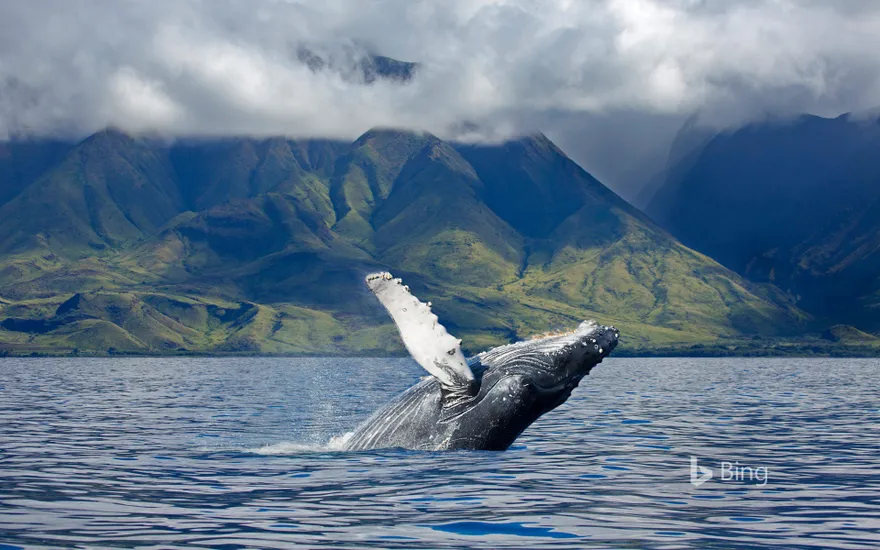 A humpback whale off the coast of Maui, Hawaii