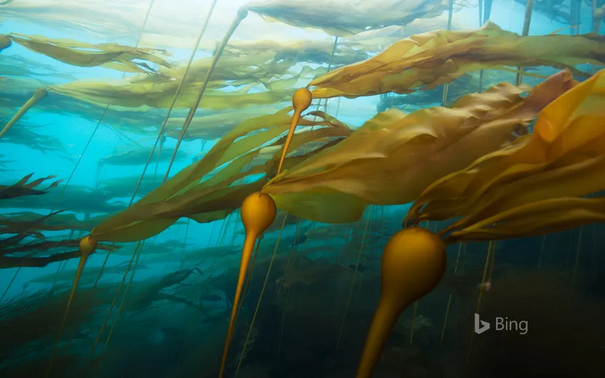 A bull kelp forest in a strong current at Hussar Point, Browning Pass, British Columbia, Canada