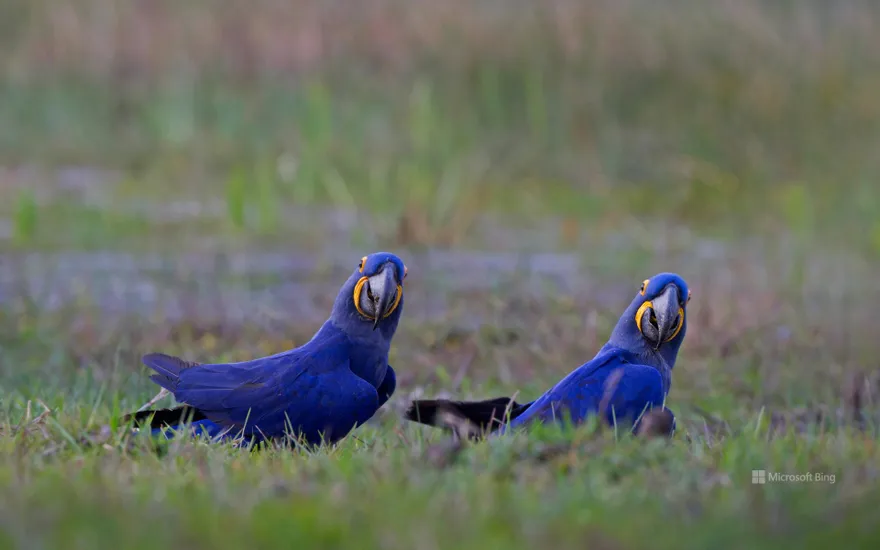 Hyacinth macaws, Pantanal, Brazil