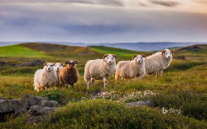 Icelandic sheep