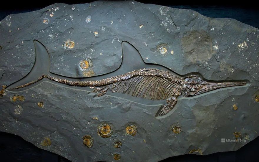 Ichthyosaur fossil, Dinosaurland Fossil Museum, Lyme Regis, Dorset, England