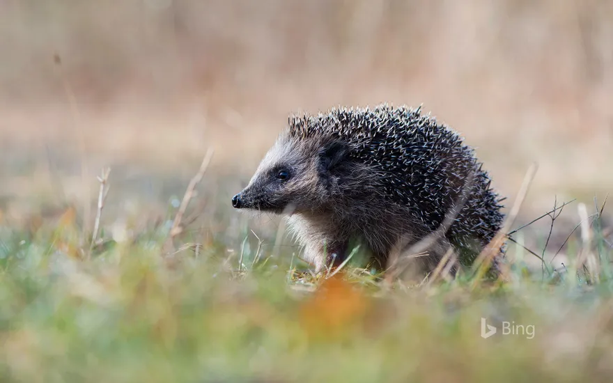 European hedgehog in Emsland, Germany