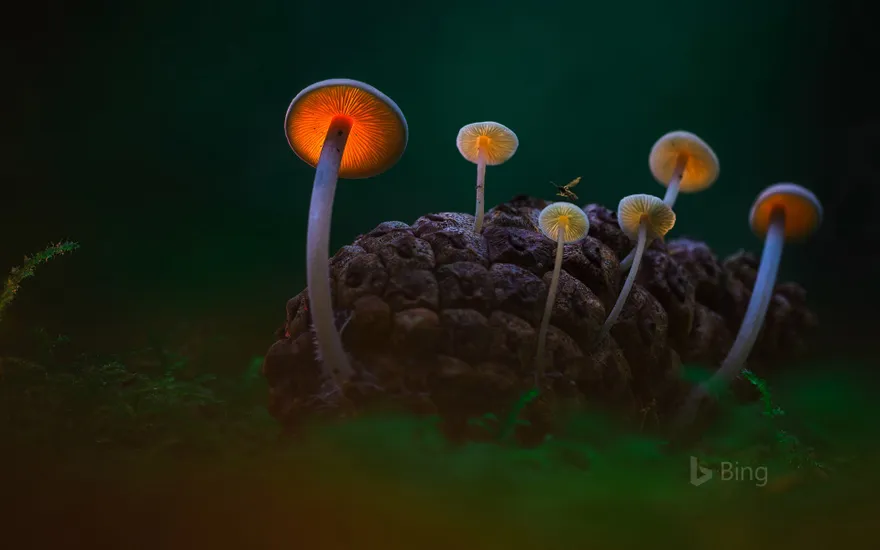 Mushrooms in the Dark Dunes near Den Helder, Netherlands
