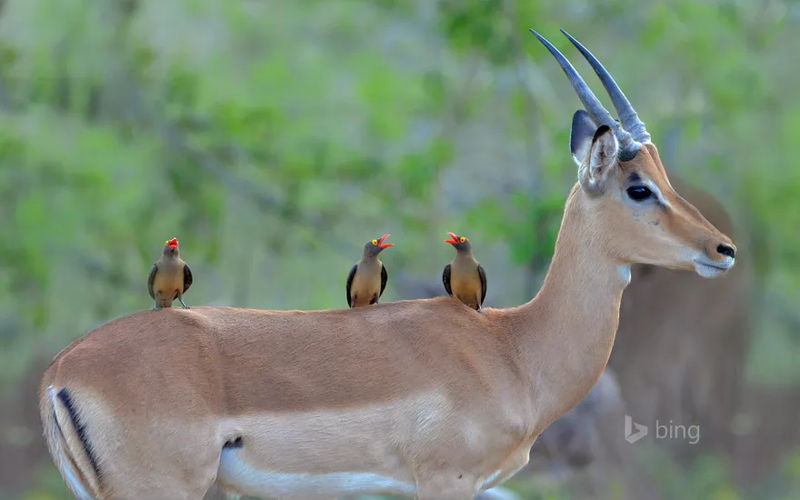 Red-billed oxpeckers on an impala, Kruger National Park, South Africa