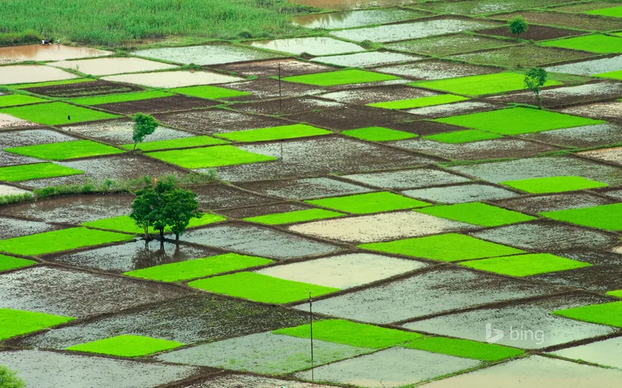 Rice field during monsoon, Chiplun, Ratnagiri, Maharashtra, India