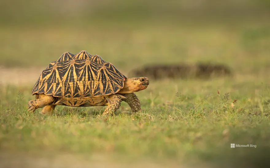Indian star tortoise, Sri Lanka