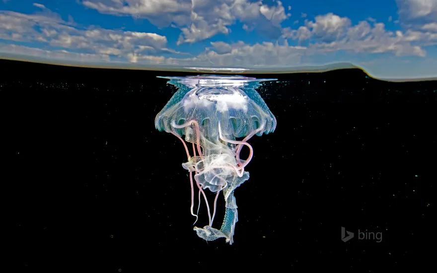 Mauve stinger jellyfish, Ixtapa Zihuatanejo, Mexico