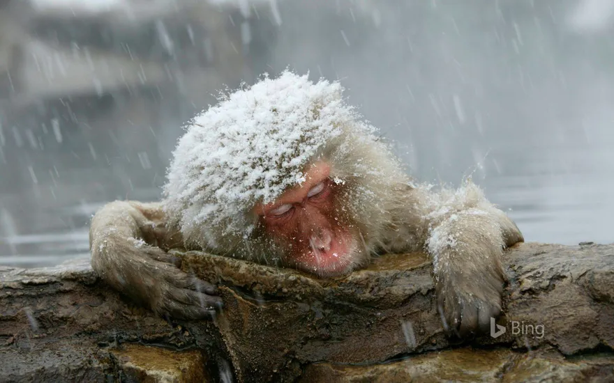 "Japanese macaques entering hot springs"