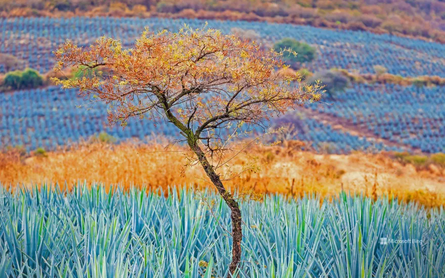 Blue agave field near Atotonilco, Jalisco, Mexico