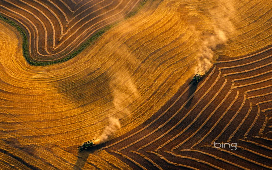 Combine harvesting wheat near  Jamestown, North Dakota