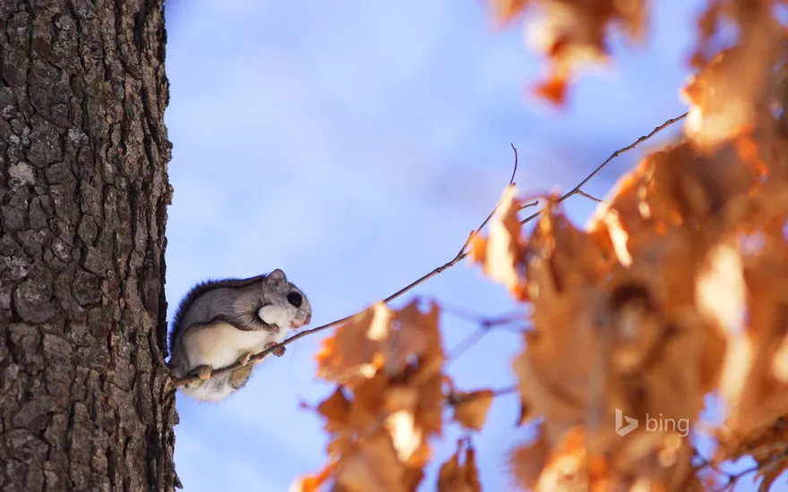 Japanese dwarf flying squirrel