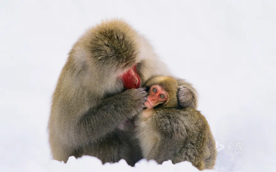 Japanese Alps, Japanese macaques in the snow