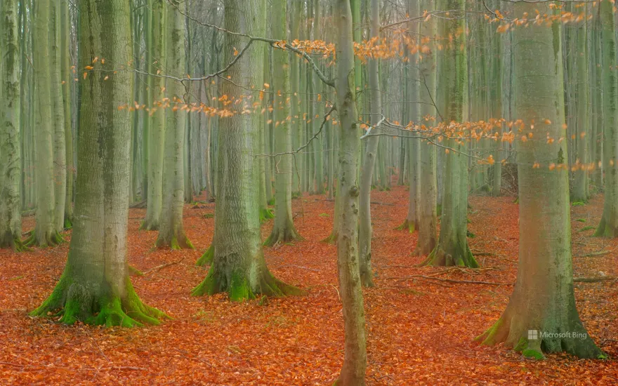 European beech forest in the Jasmund National Park, Ruegen, Mecklenburg-Western Pomerania