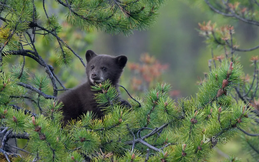 Black bear cub in a pine tree, Jasper National Park, Alberta, Canada