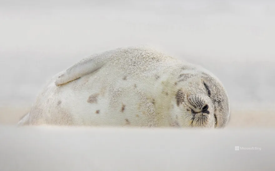 Harp seal, Jones Beach, Long Island, New York, USA