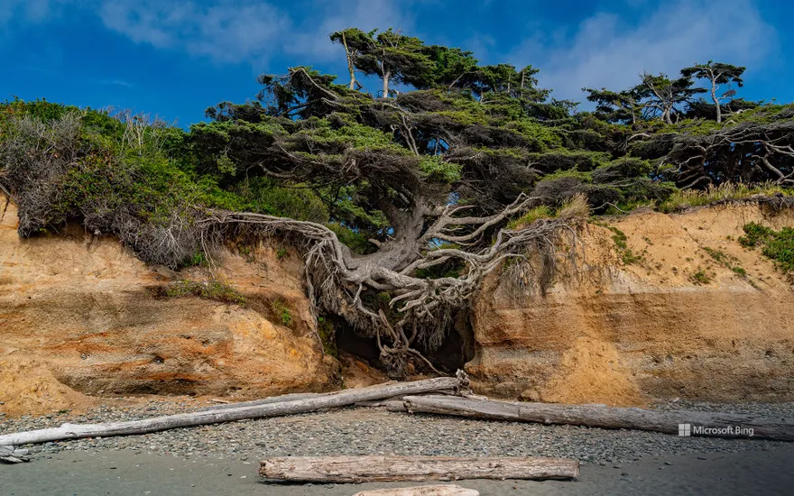 Kalaloch Tree, aka the tree of life, Kalaloch Beach, Olympic National Park, Washington, USA